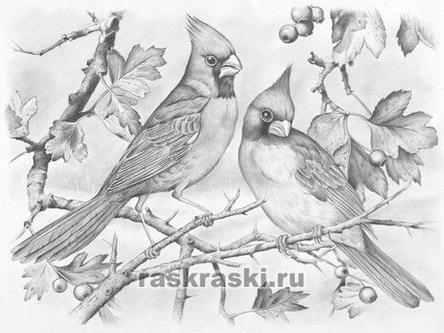 Животные и цветы рисунок карандашом Животные и цветы рисунок карандашом
