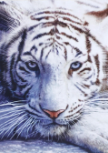 Цветной Премиум / Картина по номерам «Белый тигр»