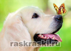 Пёс и бабочка | Артикул: LE093