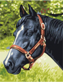 Цветной / Картина по номерам «Черный конь»