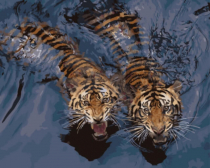 Цветной / Картина по номерам «Мощные тигры в воде»