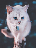   | : LE126
