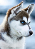 Алмазная вышивка Гранни «Снежный пес»