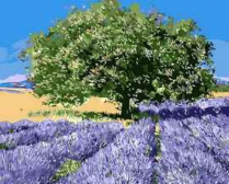 Цветной Премиум / Картина по номерам «Дерево на лавандовом поле»