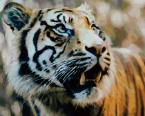 Артвентура / Картина по номерам «Удивленный тигр»