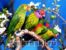Color Kit / Картина по номерам «Волнистые попугаи»