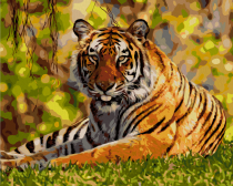 Артвентура / Картина по номерам «Позирующий тигр»