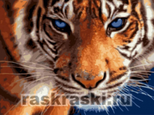 Цветной / Картина по номерам «Взгляд тигра»