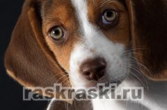 Алмазная вышивка Яркие грани «Щенячий взгляд»