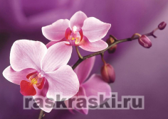Алмазная вышивка Гранни «Ветвь орхидеи»