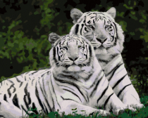 Артвентура / Картина по номерам «Белые тигры»