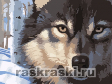 Цветной / Картина по номерам «Волчий взгляд»