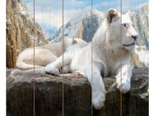 Molly / Картина по номерам «Белый лев»