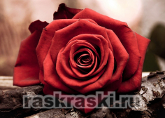 Алмазная вышивка Гранни «Красная роза»