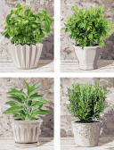 Schipper / ������� �� ������� ������� ����� 4 ��.�