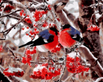 Цветной / Картина по номерам «Снегири на веточке рябины»