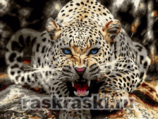 Цветной / Картина по номерам «Леопард перед броском»