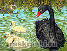Мозаика Алмазное Хобби «Черный лебедь с лебедятами»