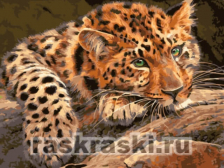 Цветной / Картина по номерам «Леопард»