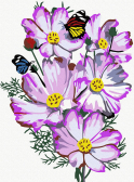 Molly / Картина по номерам «Цветы Космеи»