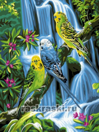 Цветной / Картина по номерам «Волнистые попугаи»