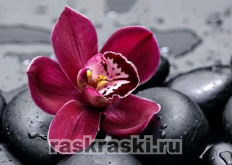 Алмазная вышивка Гранни «Королевская орхидея»
