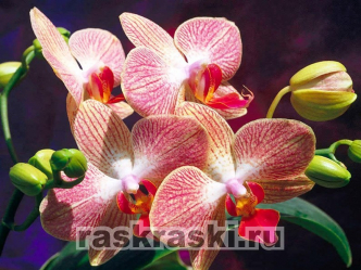 Алмазная вышивка Яркие Грани «Орхидеи»