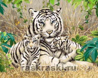 Цветной / Картина по номерам «Белые тигры»