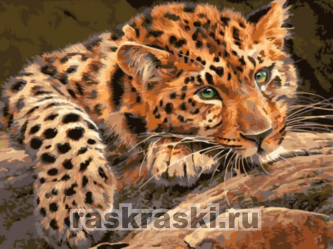 Цветной / Картина по номерам «Леопард»
