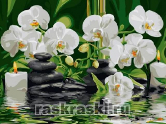 Цветной / Картина по номерам «Орхидеи»
