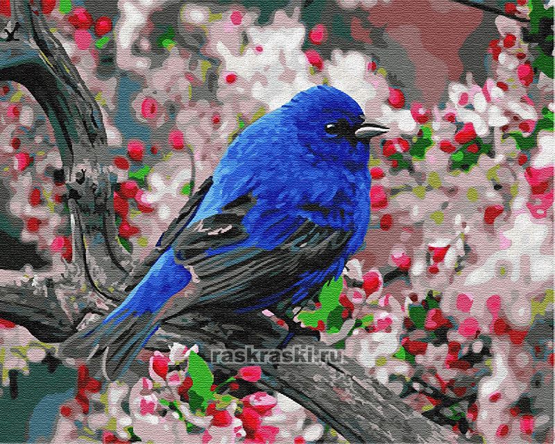 Синяя Птица Фото И Описание