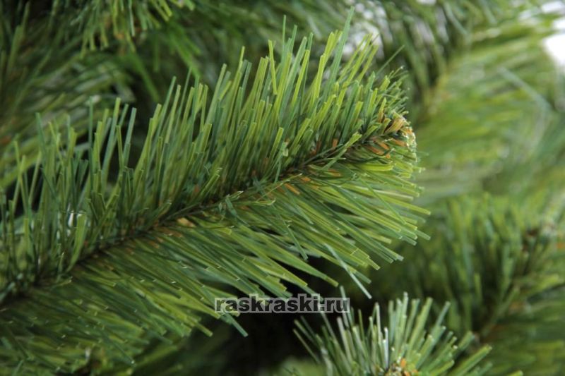    2,4  Max-Christmas  24