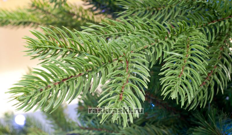   Triumph Tree « » 155 ,  Triumph Tree 73369