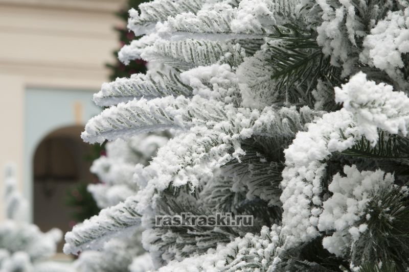 Max-Christmas () /     1,6  Max-Christmas  16