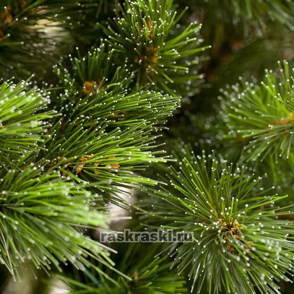   Triumph Tree « »   155 ,  Triumph Tree 73703