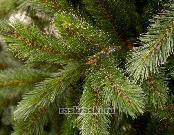   Triumph Tree « » 230 ,  Triumph Tree 73354