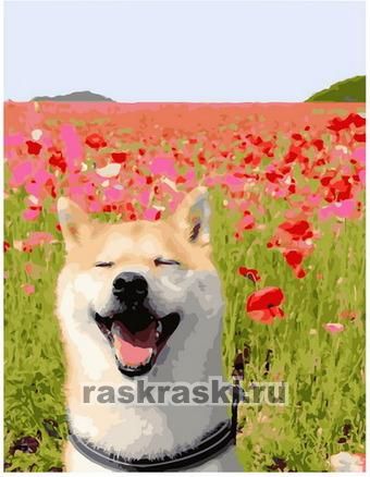Счастливый пес в маковом поле — PK68012 50х40 см / Купить картину по  номерам Paintboy