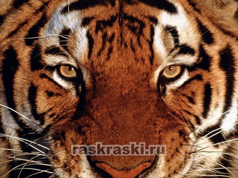 Алмазная вышивка Яркие Грани «Взгляд тигра» Яркие грани DS531