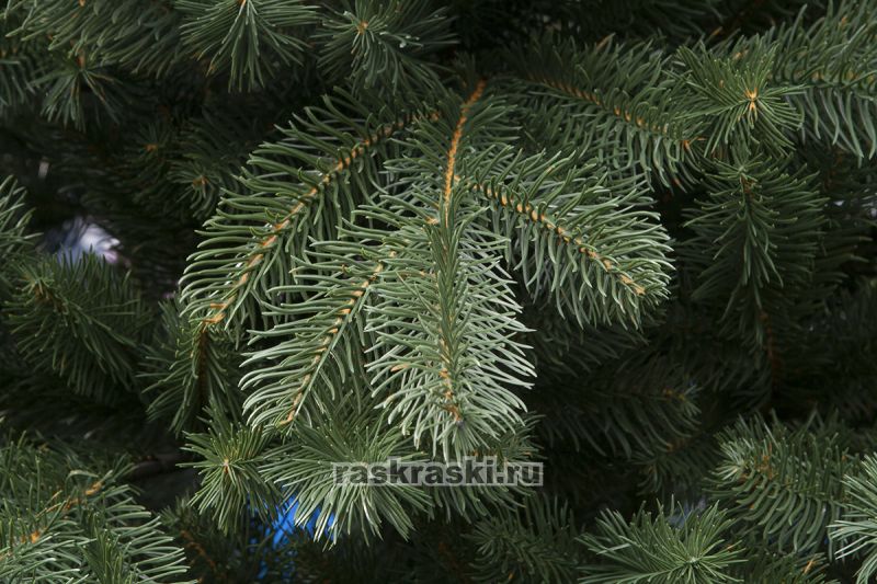    2,4  Max-Christmas  24