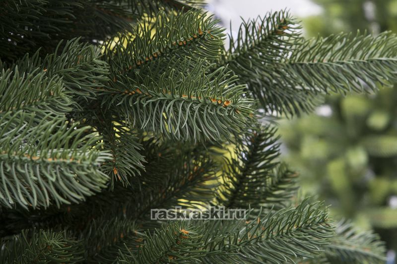    2,4  Max-Christmas  24