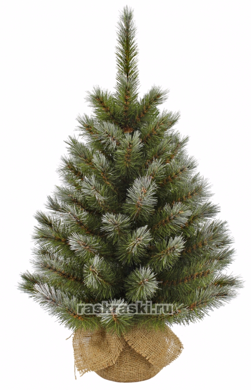   Triumph Tree    , 60 