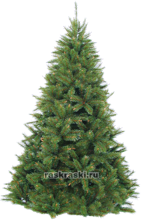   Triumph Tree «» 155 , -