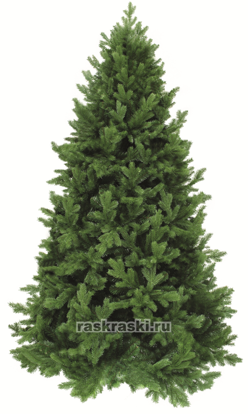   Triumph Tree «» 185 , 